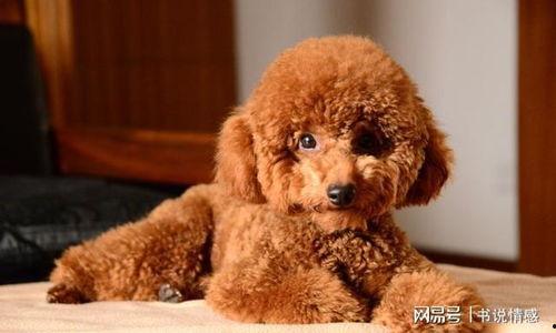 爆料泰迪是谁说的话啊视频,揭秘“爆料泰迪是谁”视频背后的真相与争议  第1张